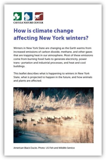 Image of a fact sheet with a photo of ducks on a pond in winter