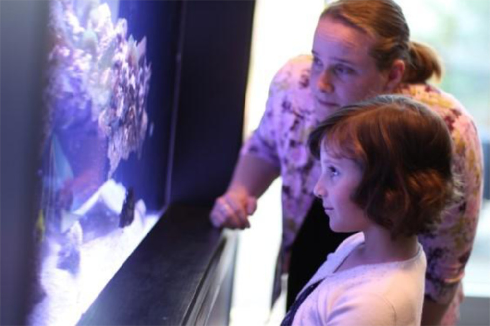 Image of an adult and a child looking at an aquarium with a coral reef.
