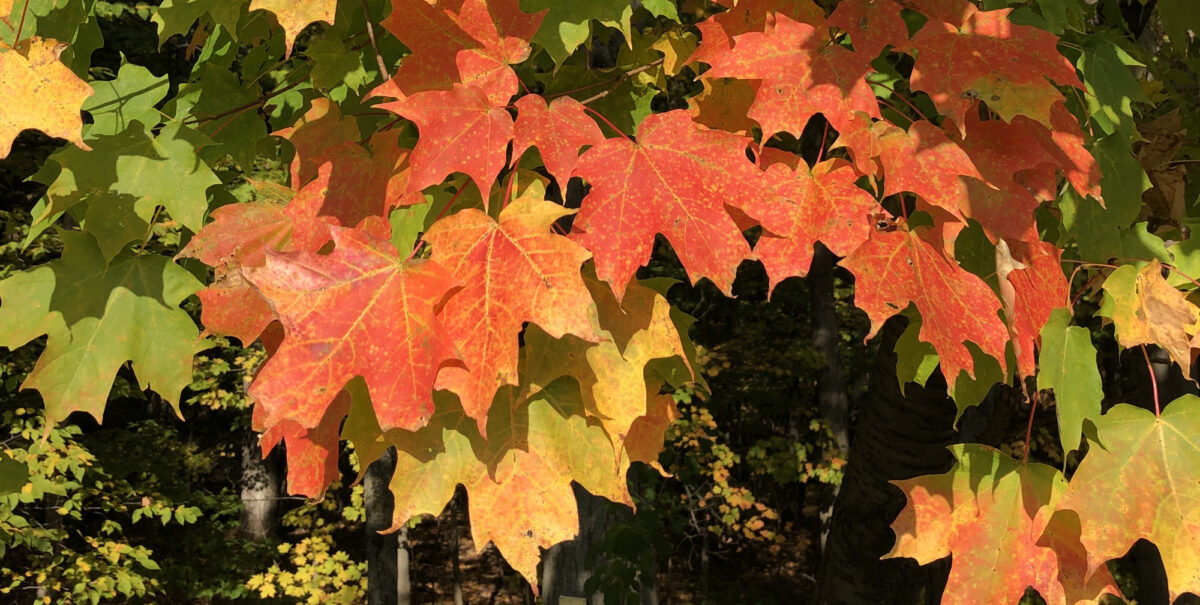 Sugar Maples And Climate Change Earth Home Climate Change