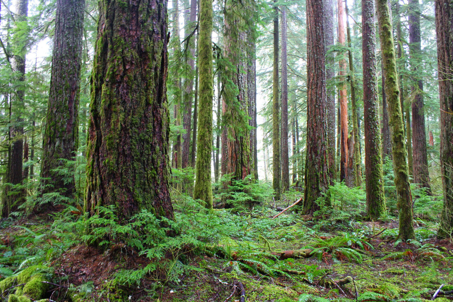 Photo of trees and plants in a lush forest