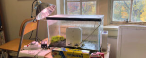 Photo of a glass tank filled with pond water, moss, and rocks, along with a carbon dioxide sensor. A grow light is illuminating the tank.