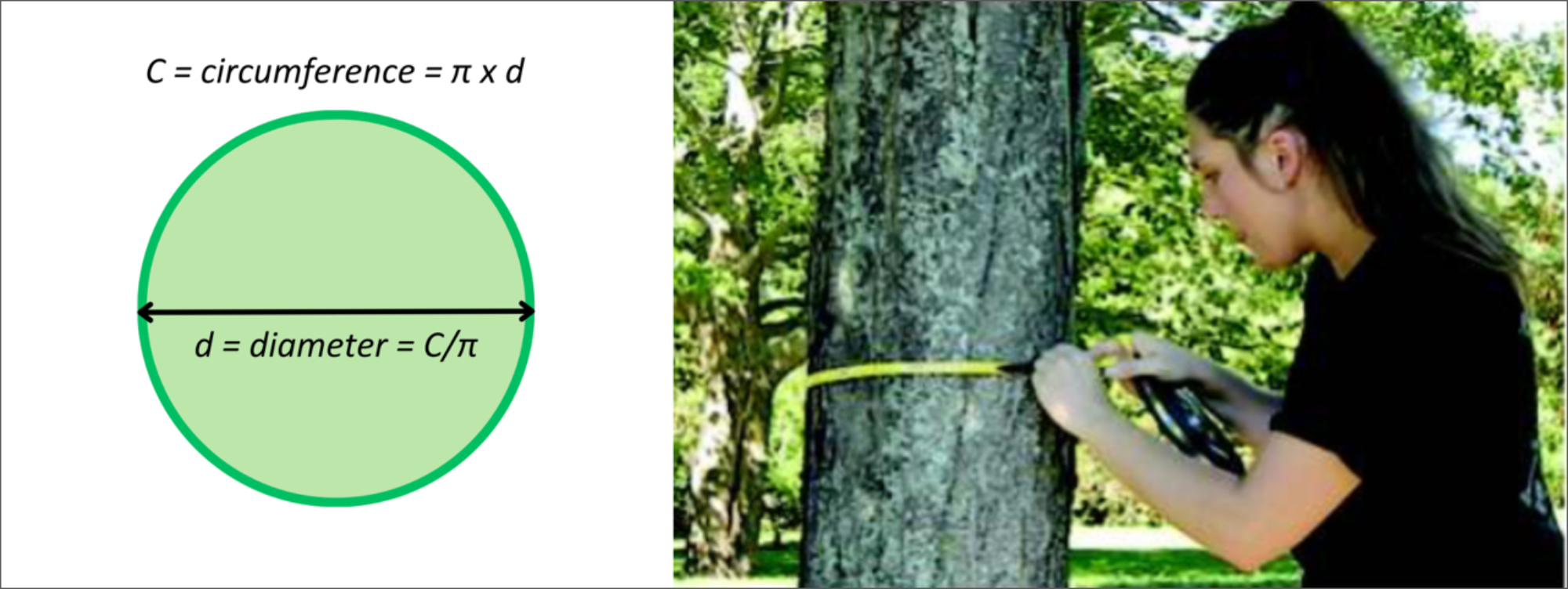 Image showing a diagram of a circle, with diameter and circumference, and a photo of a young woman measuring the distance around a tree with a tape measure.