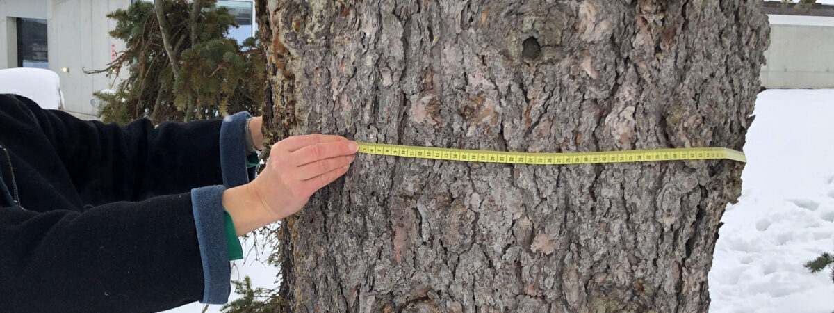 Photo of a person holding a measuring tape wrapped around a tree trunk.